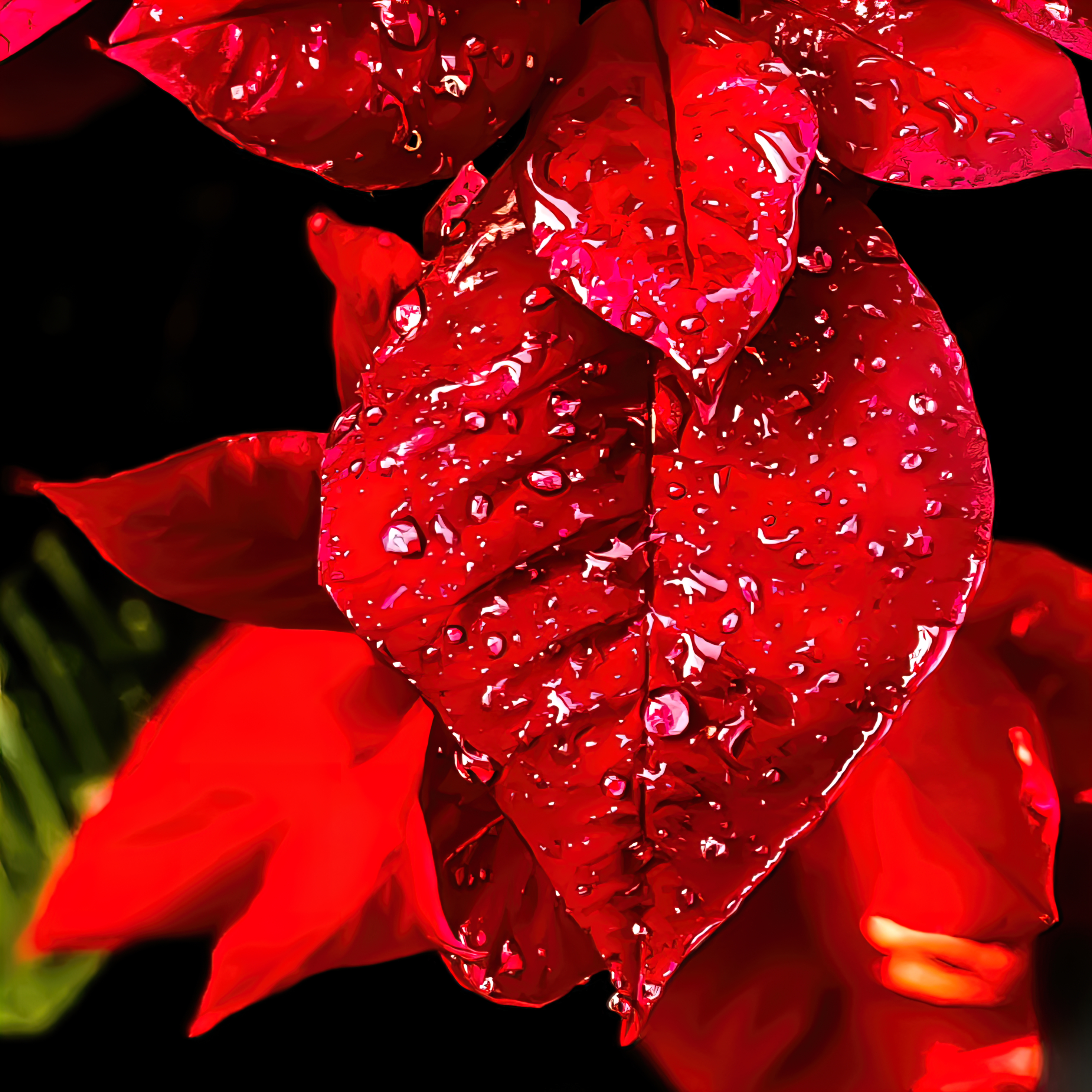 Holiday Elegance
