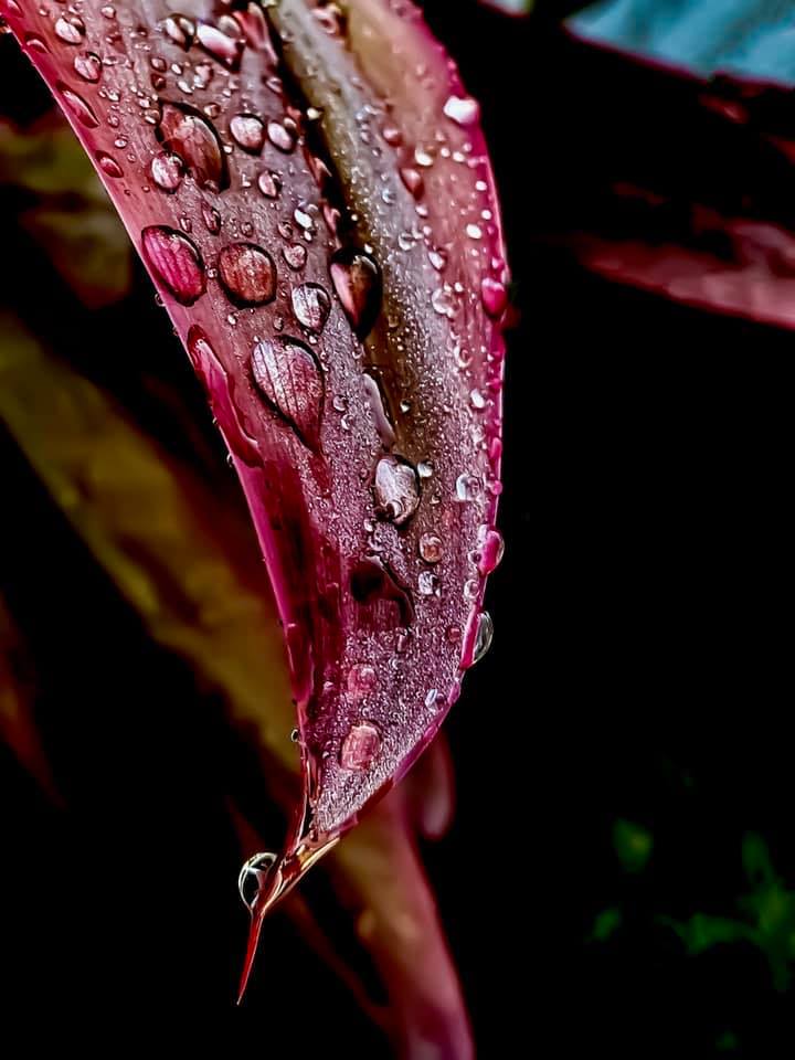 Autumn's Testament