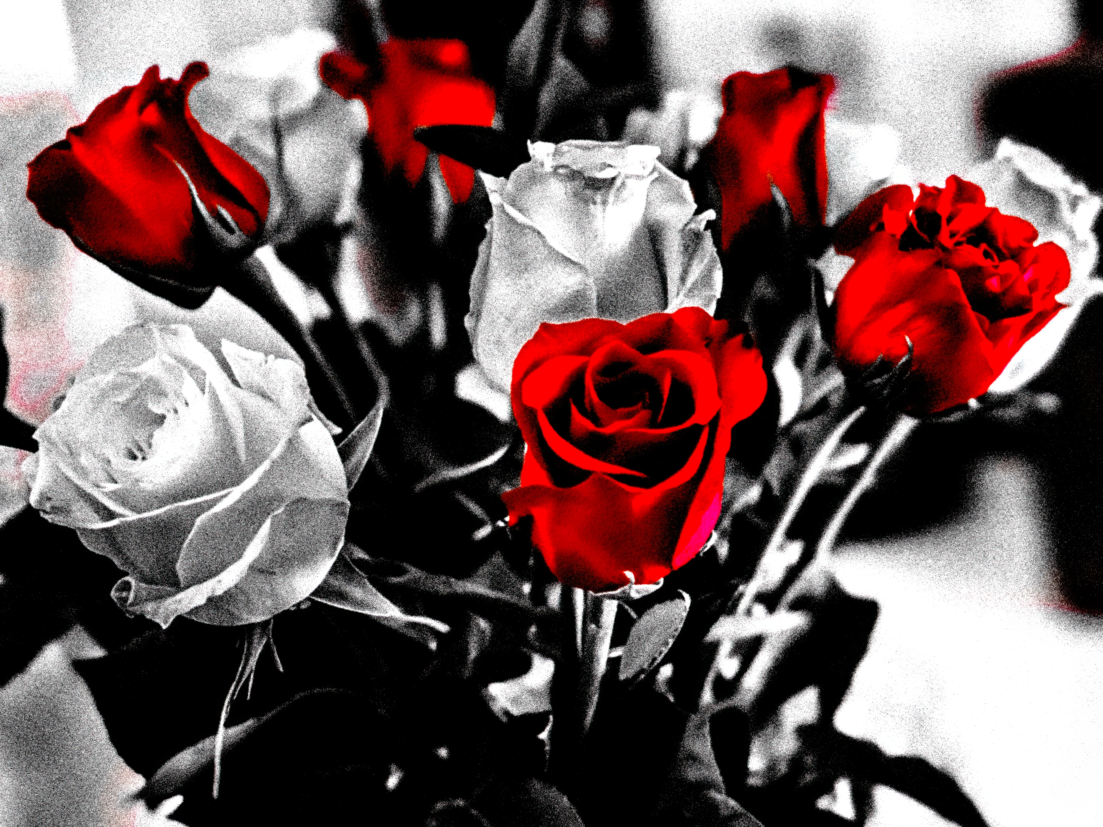 Roses in Bloom
